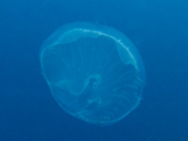 Jellyfish IMG 6110